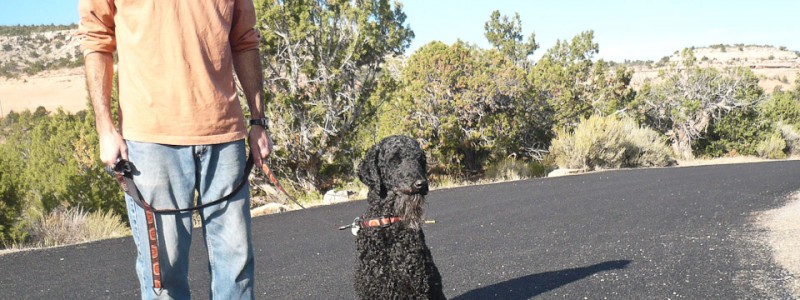 Another traveler with a dog that caught Trey's eye